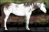 Horse Color:White Spotted Liver Chestnut Rabicano