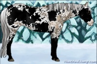 Horse Color:Bay Ice Dun Sabino Rabicano 