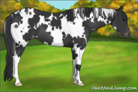 Horse Color:White Spotted Black Appaloosa 