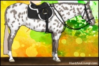 Horse Color:Silver Grullo Appaloosa Rabicano 