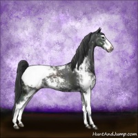 Horse Color:Black Sabino Appaloosa 