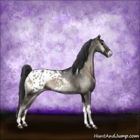 Horse Color:Blue Onyx Sabino Appaloosa