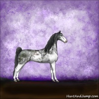 Horse Color:Black Sabino Appaloosa