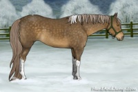 Horse Color:Chocolate Palomino Tobiano