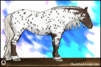 Horse Color:Liver Chestnut Mushroom Appaloosa 