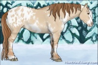 Horse Color:White Spotted Red Dun Frame Appaloosa 