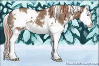 Horse Color:White Spotted Liver Red Dun Splash 