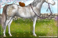 Horse Color:White Spotted Liver Red Dun Ice Sabino Splash Rabicano Brindle