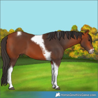 Horse Color:Bay Tobiano Frame 