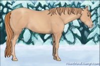 Horse Color:Gold Champagne Rabicano 