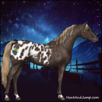 Horse Color:Liver Chestnut Appaloosa 