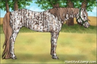 Horse Color:Liver Chestnut  and Gold Champagne Appaloosa 