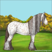 Horse Color:Amber Champagne Roan Near Leopard  and Amber Champagne Roan Near Leopard 