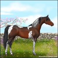 Horse Color:Brown Tobiano