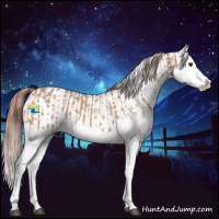 Horse Color:Red Dun Splash  and Red Dun Splash 