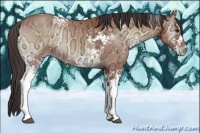 Horse Color:White Spotted Bay Ice Onyx 