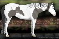 Horse Color:Grullo Roan Splash Tobiano 