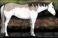 Horse Color:Smoky Grullo Roan Sabino Splash Rabicano