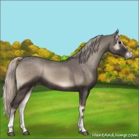 Horse Color:White Spotted Silver Blue Onyx Roan 