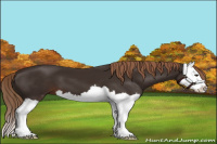 Horse Color:Liver Chestnut Splash 