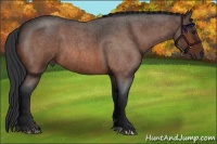 Horse Color:Bay Roan 