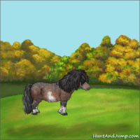 Horse Color:White Spotted Brown Roan 