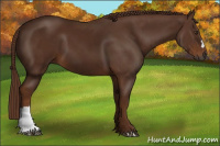 Horse Color:Gray Chestnut 