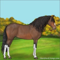 Horse Color:Bay Roan Appaloosa 