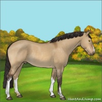 Horse Color:White Spotted Buckskin Dun Rabicano