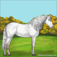 Horse Color:Gray Silver Bay Near Leopard 