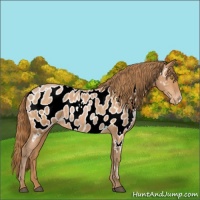 Horse Color:Bay Pearl Near Leopard 