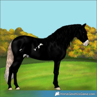 Horse Color:Black Ice Near Leopard 