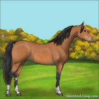 Horse Color:Bay  and Bay 