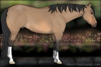 Horse Color:Bay Dun