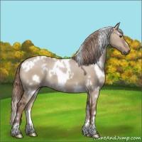 Horse Color:White Spotted Liver Red Dun 