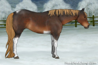 Horse Color:Gray Liver Chestnut Tobiano 