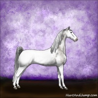 Horse Color:Blue Onyx Sabino Appaloosa Rabicano 
