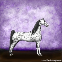 Horse Color:Black Ice Near Leopard Rabicano 