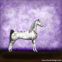 Horse Color:Blue Onyx Mushroom Sabino Near Leopard Rabicano 
