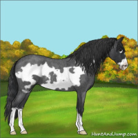 Horse Color:Blue Roan Frame 