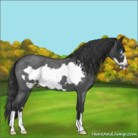 Horse Color:Blue Roan Frame 