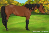Horse Color:Gray Bay 