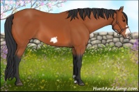 Horse Color:Bay Frame 
