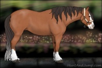 Horse Color:Bay Roan Splash