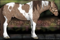Horse Color:Liver Red Dun Tobiano Appaloosa 