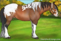 Horse Color:Bay Splash Tobiano Snowcap 