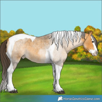 Horse Color:Buckskin Roan Splash Tobiano