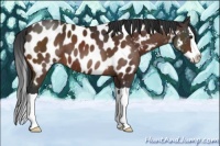 Horse Color:Brown Splash Appaloosa 