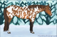 Horse Color:Buckskin Sabino Appaloosa 