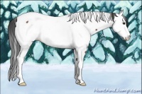 Horse Color:Bay Sabino Tobiano Appaloosa 